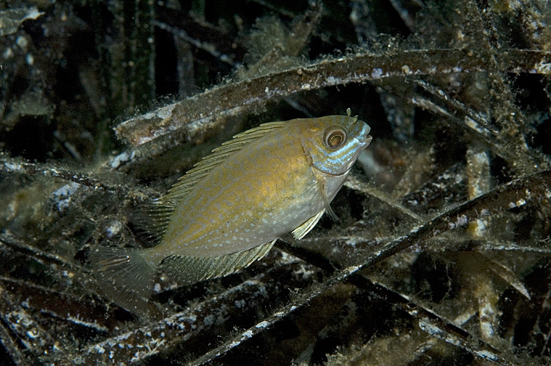 pesce coniglio scuro mediterraneo