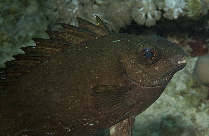 pesce clandestino mediterraneo coniglio