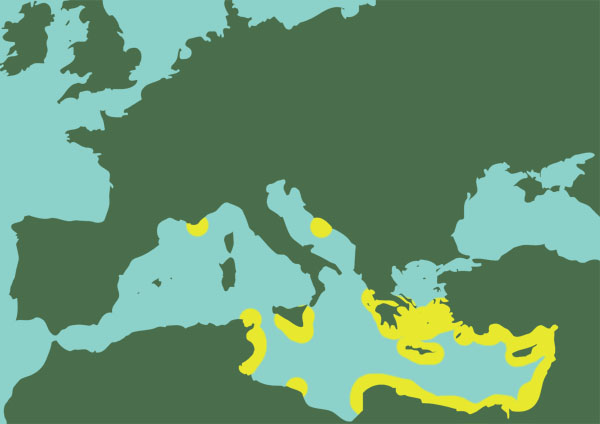 pesce coniglio mediterraneo mappa presenza