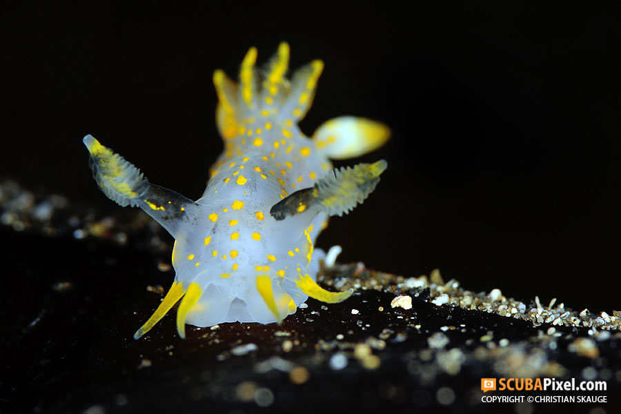 1074-21032012-4998-Polycera_quadrilineata