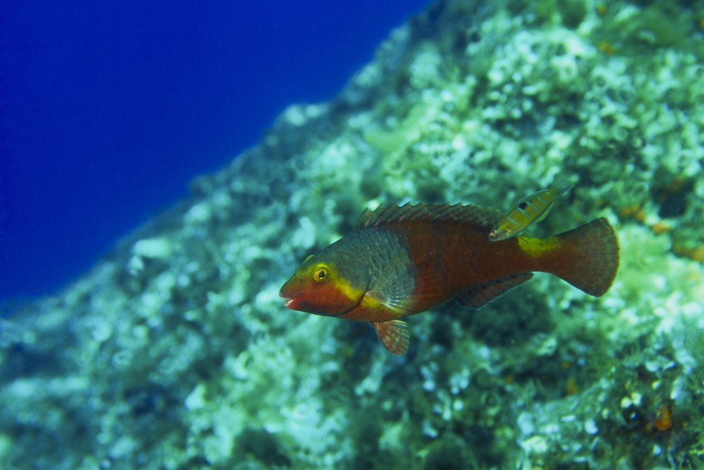 13- un coloratissimo scaro alle prese con una piccola donzella