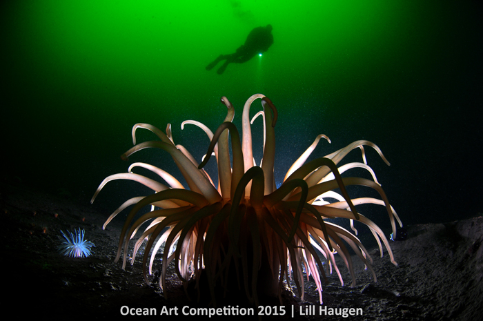 1st Place Cold Water: Lill Haugen - "Anemone Light"