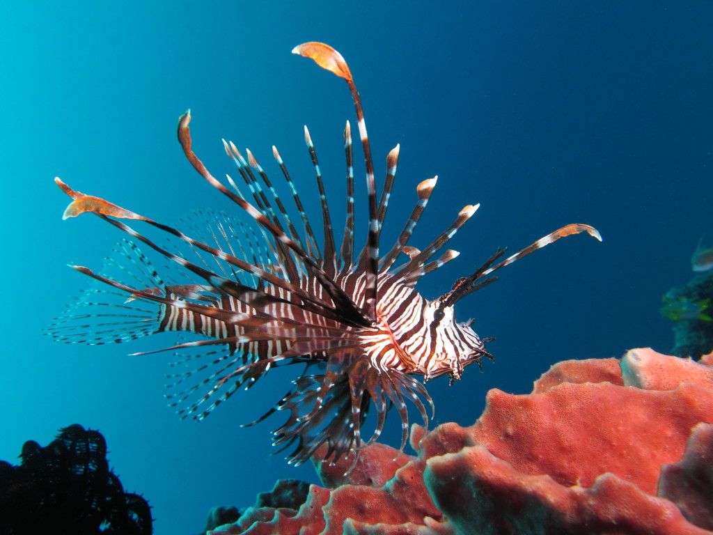 lionfish puntura