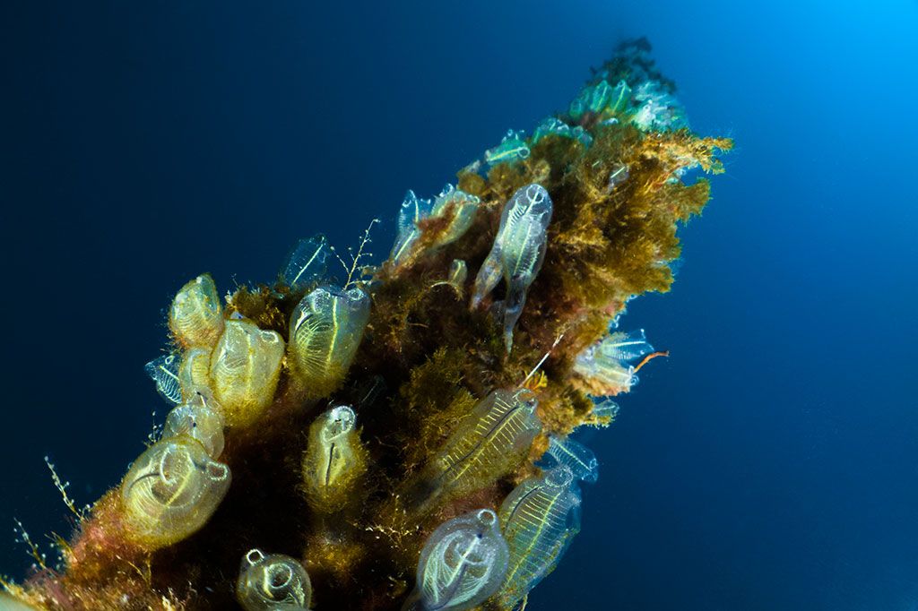 claveline nel mare di reggio calabria
