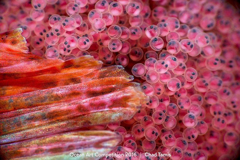 1st-supermacro-oa16-chad-tamis-800px