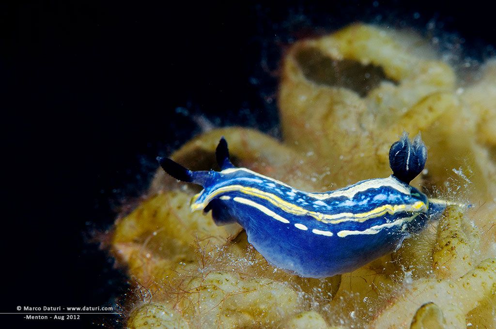 Nudibranchi
