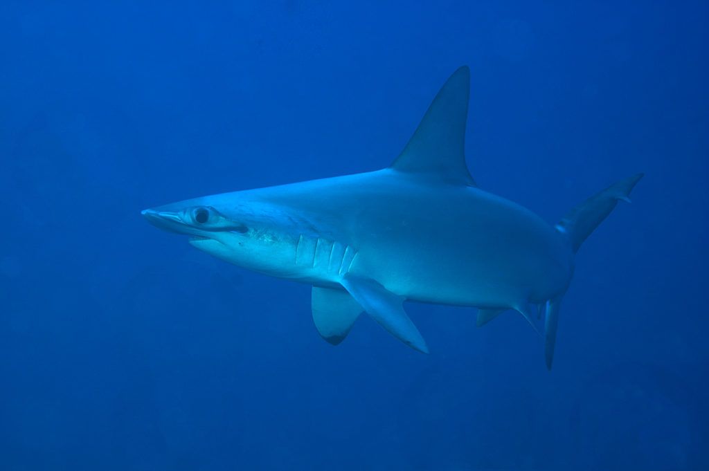 silenzio degli squali