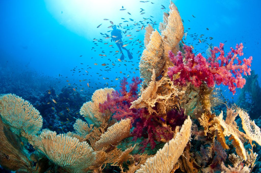 ritorno a sharm el sheikh