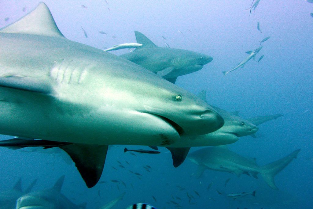immersioni alle isole Fiji
