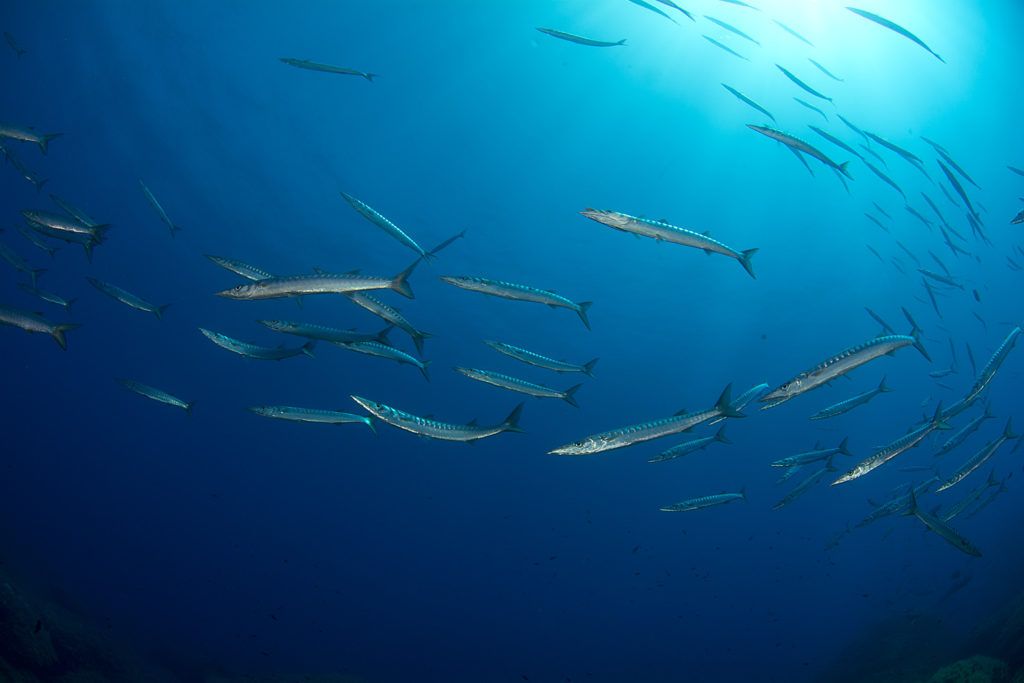 migliori 10 immersioni