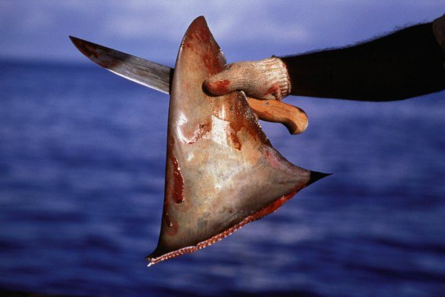 pinne di squalo