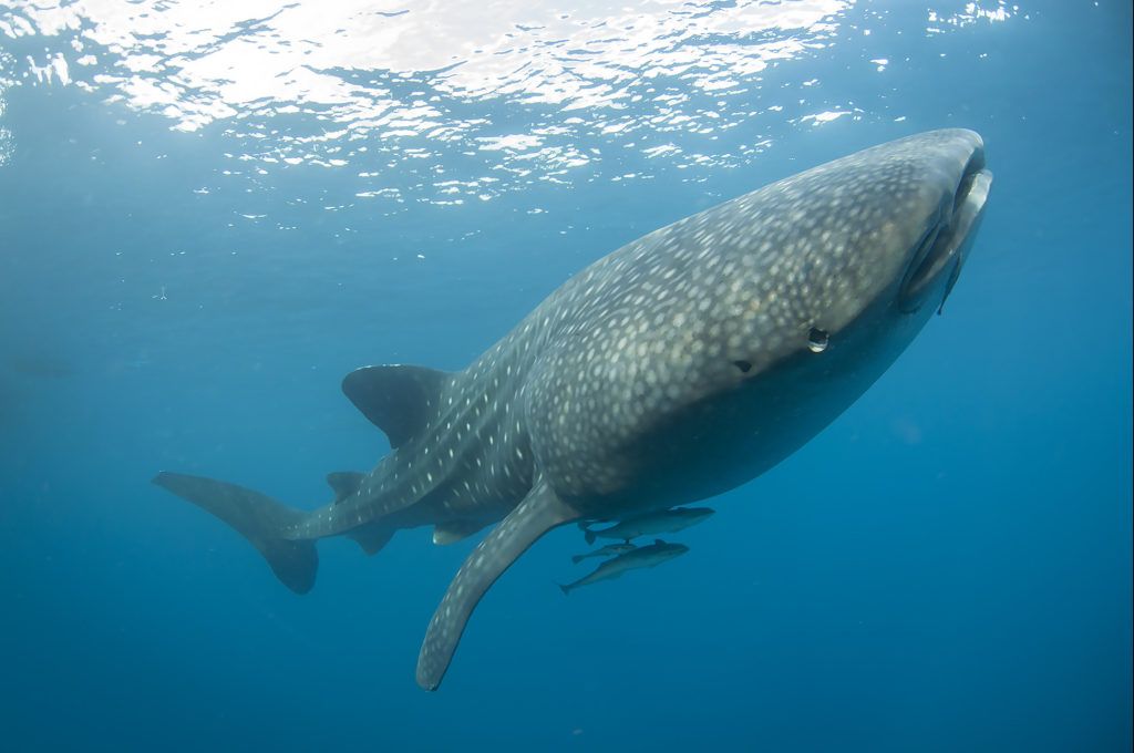 protezione internazionale