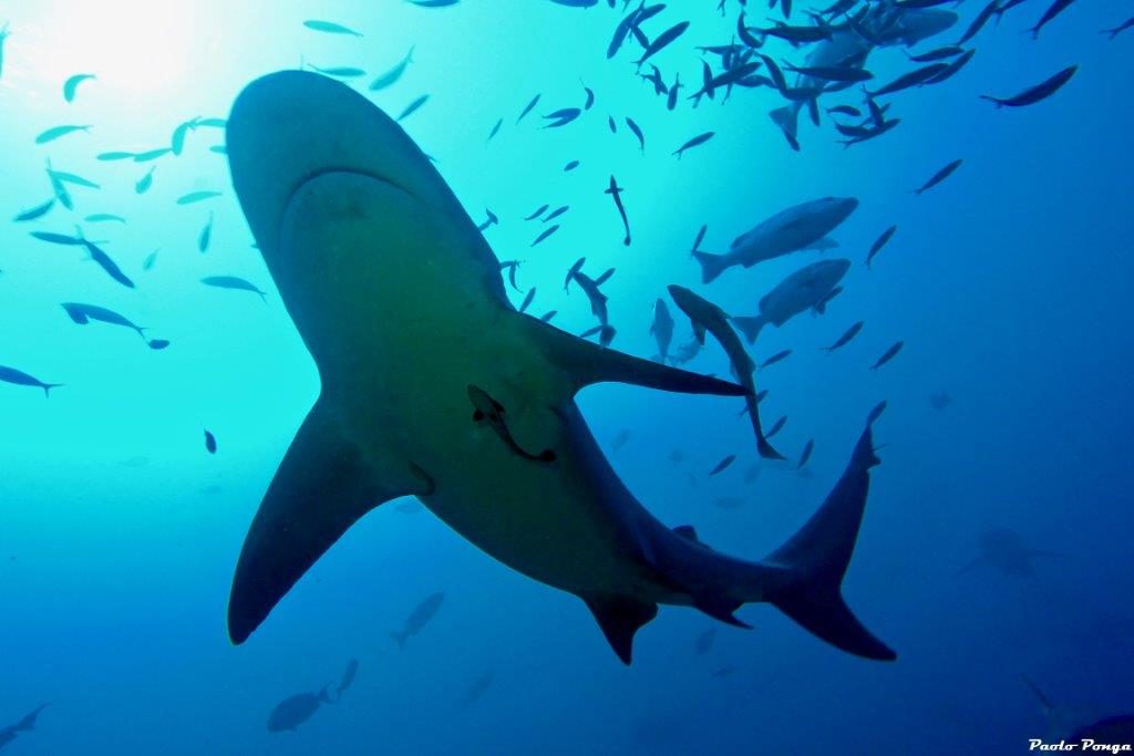 10 migliori immersioni