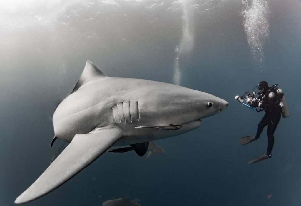 squalo subacqueo immersione pericolosa