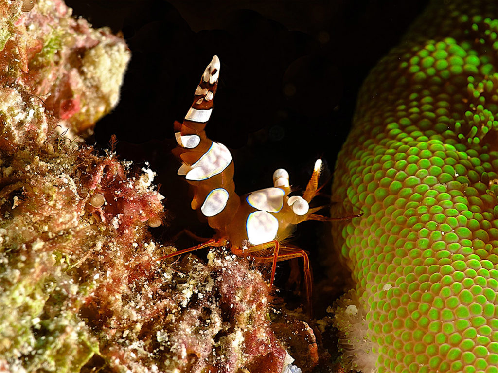 raja ampat gamberetto 