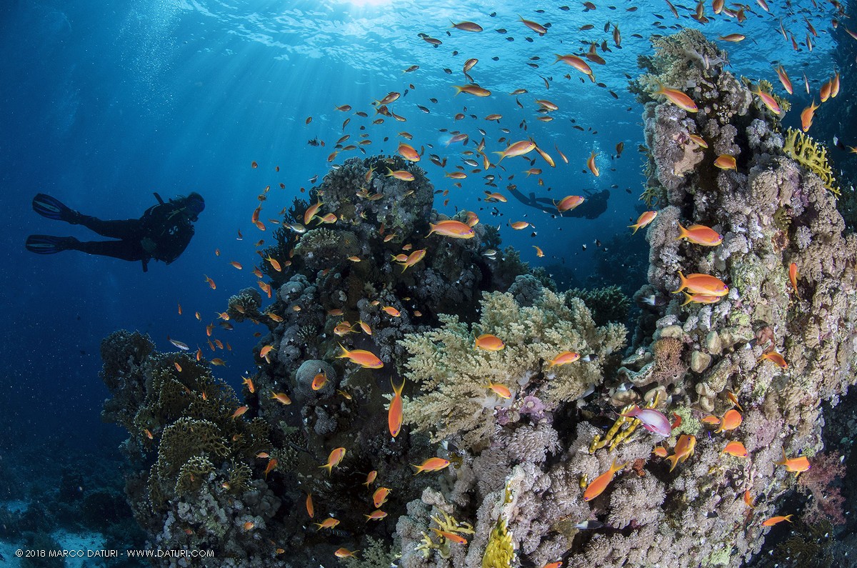 immersioni in mar rosso sharm el sheikh barriera corallina