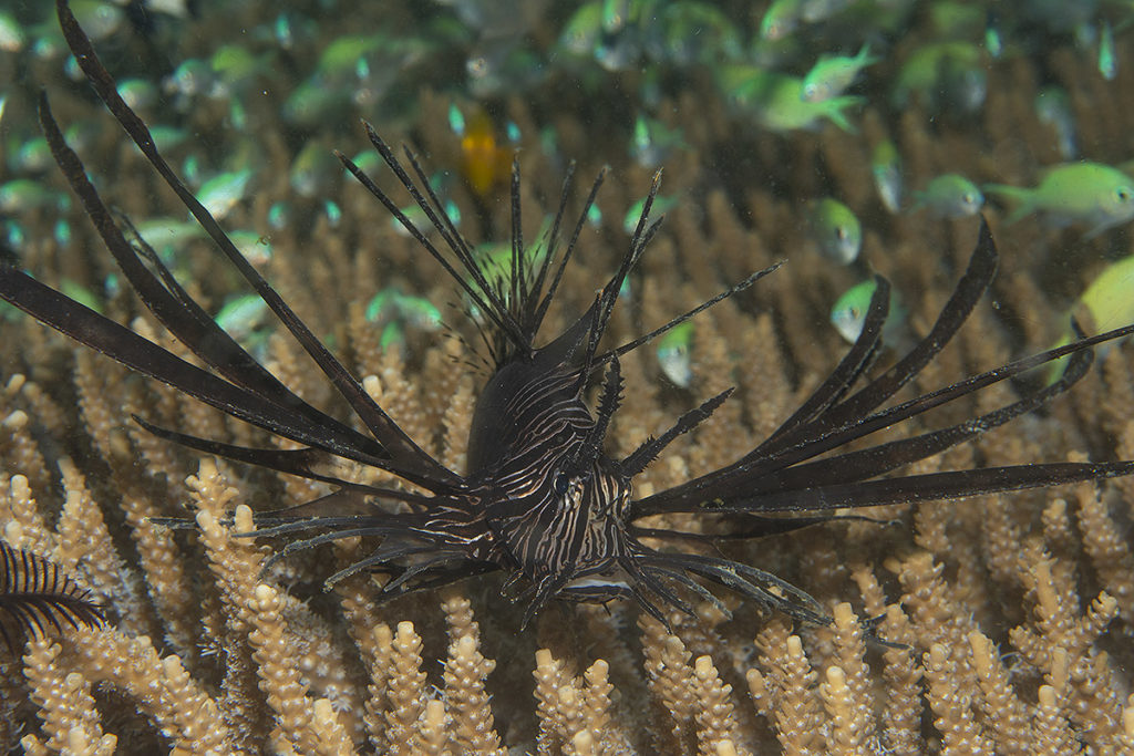 workshop macrofotografia