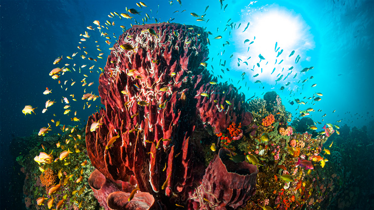 Filippine-barriera-corallina cebu