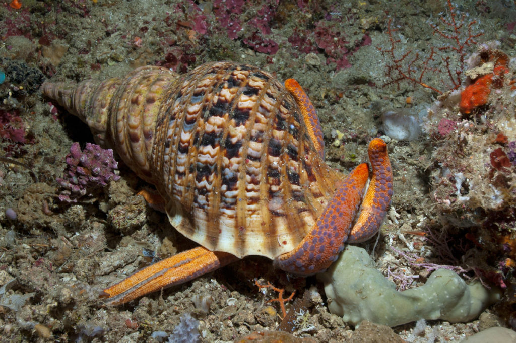 Esportazione di specie protette