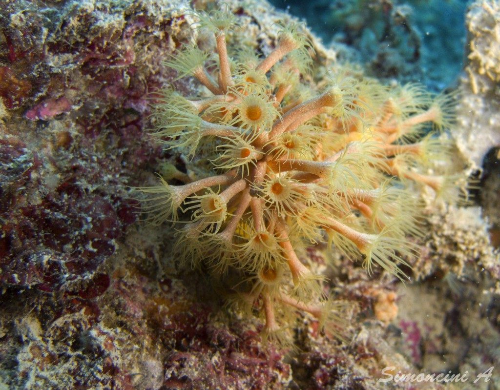 costa degli etruschi