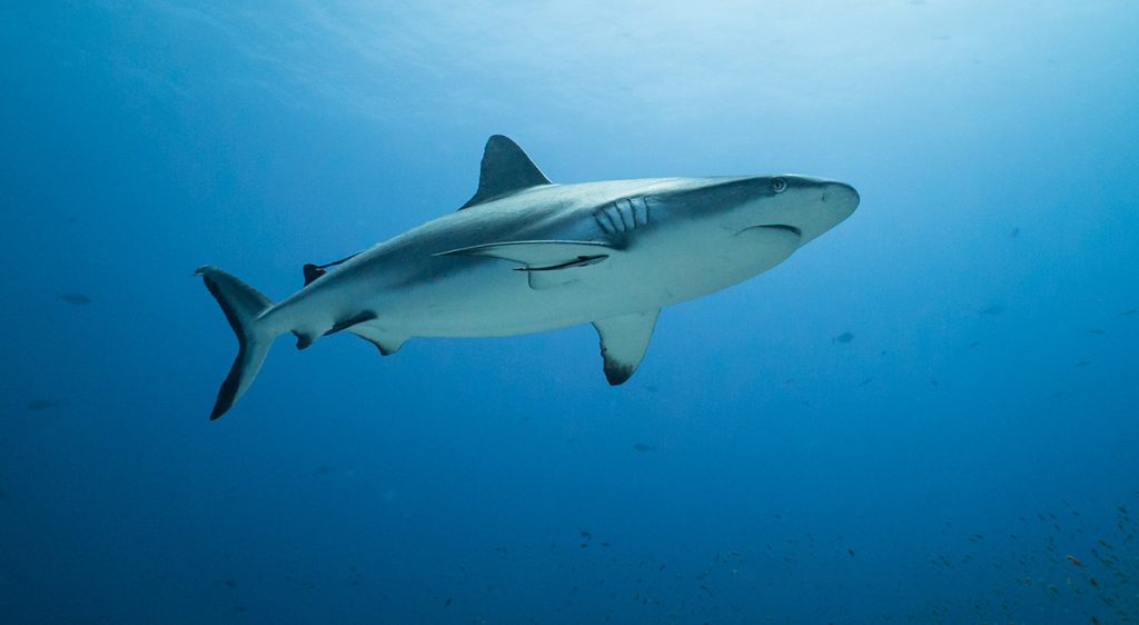 a sharm el sheikh ci sono gli squali