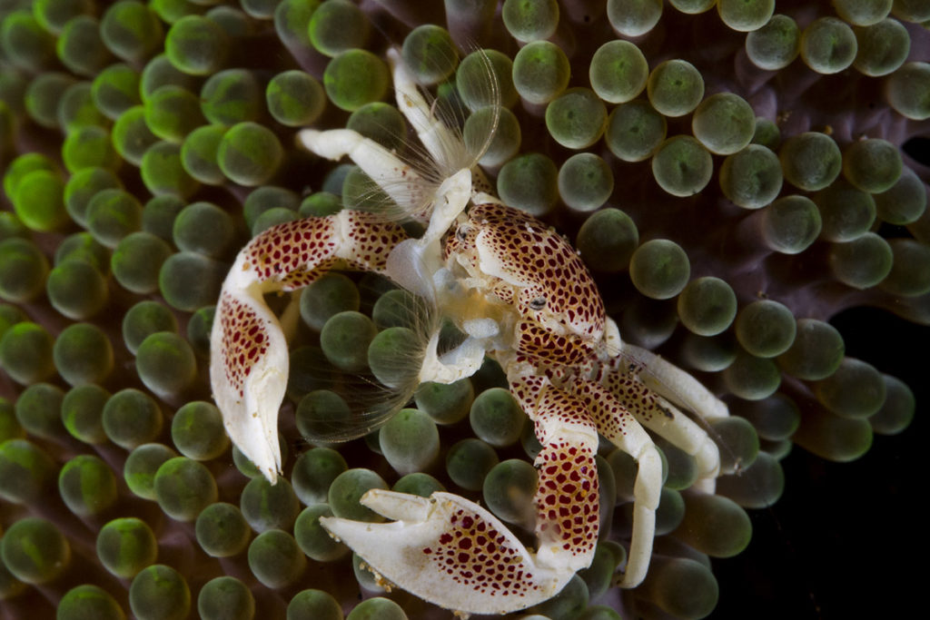 granchio macro fotografia specie subacquee anilao fotosub