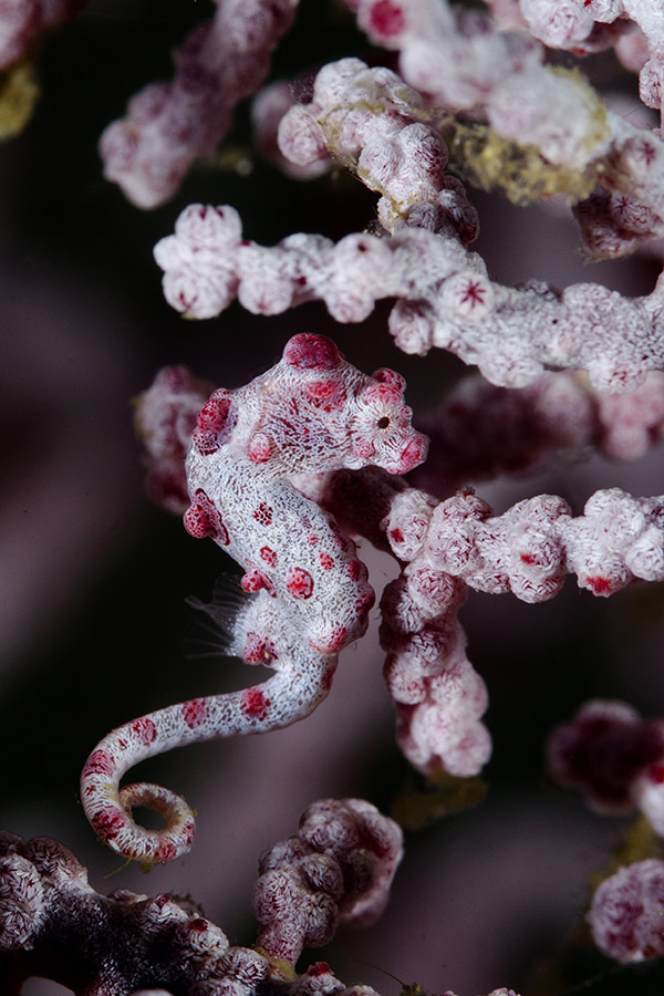 cavalluccio marino pigmeo nano