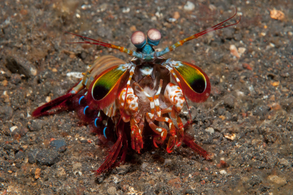 colpo della canocchia