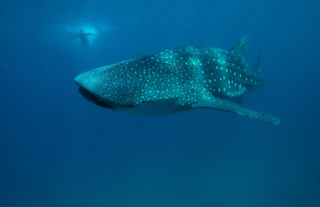 crociere alle filippine