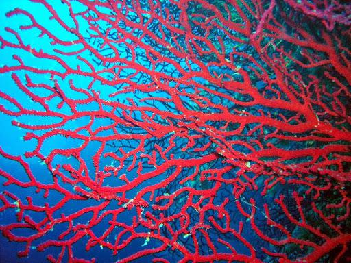 Diving Club a.s.d. Chromis Diving Club a.s.d. Chromis