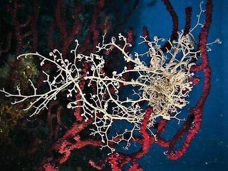 Il Subacquetto Diving Il Subacquetto Diving