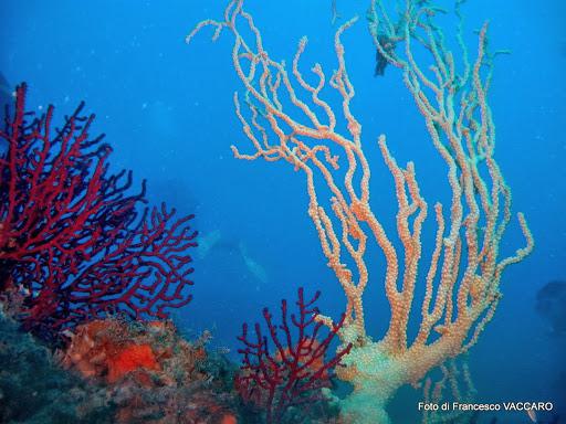 Dive Pros Diving Center Mazara del Vallo Dive Pros Diving Center Mazara del Vallo