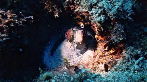 Luna Blu Diving Center Castellammare del Golfo Luna Blu Diving Center Castellammare del Golfo