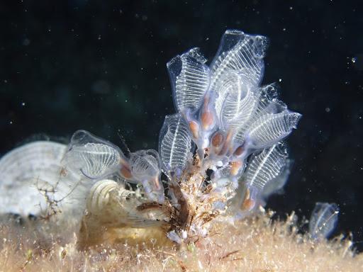 oceano mare diving center oceano mare diving center