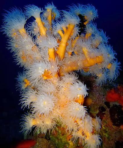Scuba Point Reggio Calabria Scuba Point Reggio Calabria