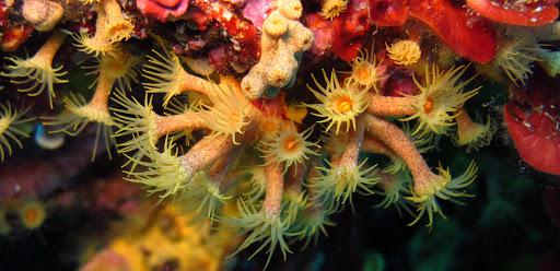 Jonio Pro-Dive Catania Diving PADI Jonio Pro-Dive Catania Diving PADI