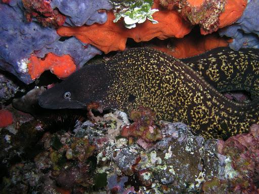 Argonauta Diving Sardinia