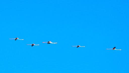 Alea Ricerca & Ambiente Soc.Coop. Alea Ricerca & Ambiente Soc.Coop.