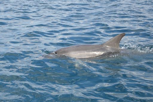 DST Sardegna - Diving & Snorkeling Team DST Sardegna - Diving & Snorkeling Team