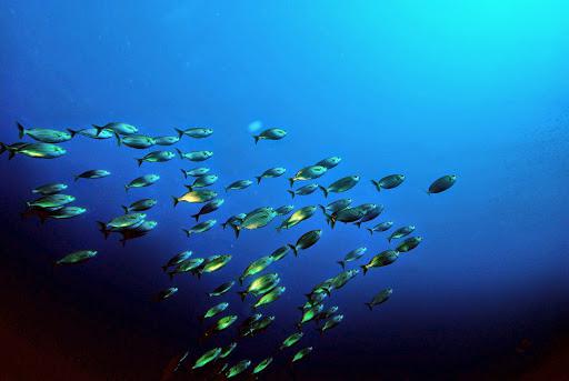 area 11 diver area 11 diver