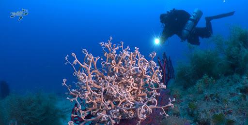 BLUE BUBBLES DIVING BLUE BUBBLES DIVING