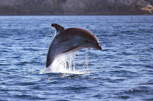 Alpha Diving Center - La Casa delle Sirene Alpha Diving Center - La Casa delle Sirene