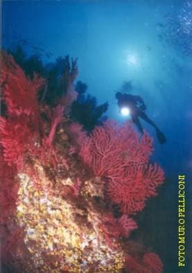 Adventure Diving Adventure Diving