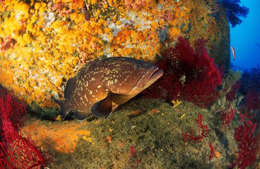 Diving Mediterraneo Diving Mediterraneo