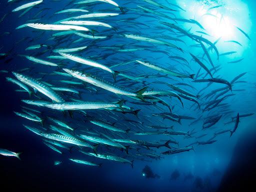 Punta Campanella Diving Center Punta Campanella Diving Center