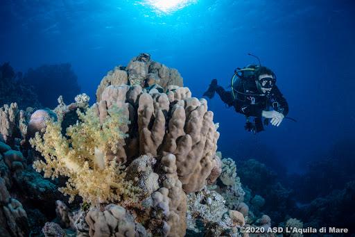 ASD L'Aquila Di Mare - Scuola Sub