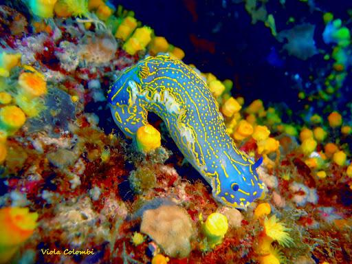 Porto Azzurro Diving Center Porto Azzurro Diving Center