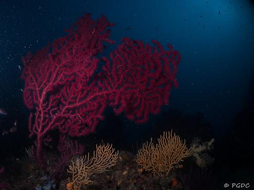 Biodivers -Elba Sea Academy- Biodivers -Elba Sea Academy-