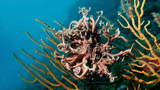 Argentario Scuba Point Argentario Scuba Point