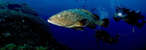 Diving in Elba Biodola